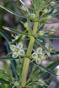 Frasera speciosa_Monument Plant_Green Gentian_CastlewoodCynSP-CO_LAH_1500