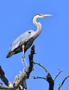 Great Blue Heron_CastlewoodCynSP-CO_LAH_1482