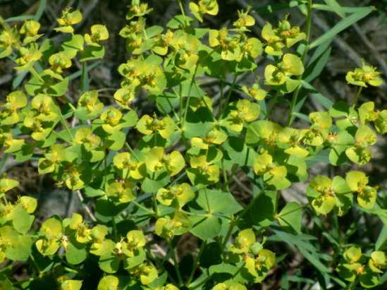 Jean K. Tool SWA along I-76 to Brush LAH 015