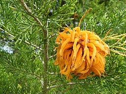 PookieFugglestein [CC0]; https://commons.wikimedia.org/wiki/File:Juniper-apple_rust_gall.jpg