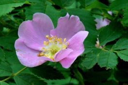 Rosa woodsii, Woods Rose
