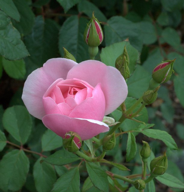 A Rose is a Rose… – Mountain Plover