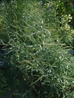 Broccoli seedpods forming_LAH 003