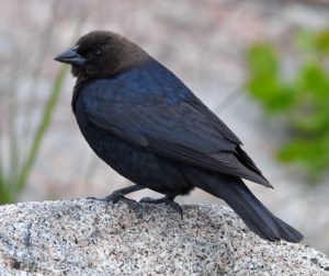 Brown-headed Cowbird_YellowstoneNP-WY_LAH_2636