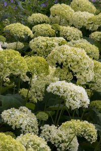 Hydrangea arborescens 'Annabelle'_Tree Hydrangea_DBG-CO_LAH_0187r