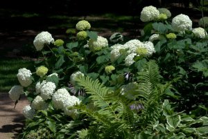 Hydrangea_HAS Demo-ColoSpgs-CO_LAH_2229