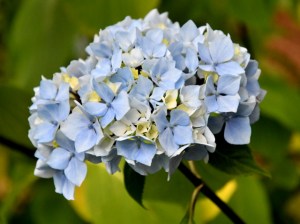 Hydrangea_LakewoldGardens_Tacoma-WA_LAH_4504