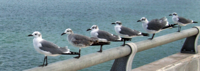 LaughingGulls Lineup @Florida Keys 1jan08 LAH 970