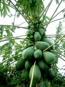 Papaya tree @SanAntonioBG 2003nov30 LAH 001