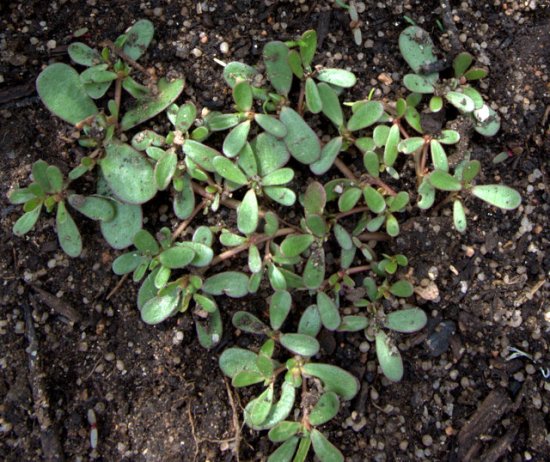 Purslane_Tyndale garden-ColoSpgs-CO_LAH_2881