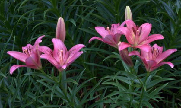 1-Lilium_Lily_TaylorU-IN_20090613_LAH_2789