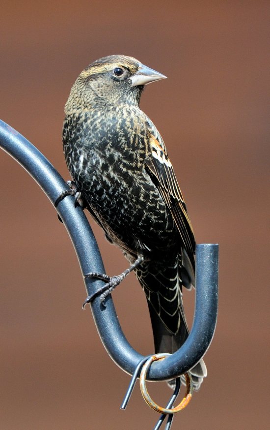 10_BlkForest-CO_LAH_0726