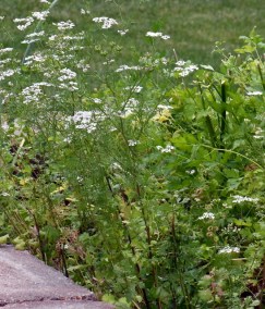 Cilantro_home_LAH_5683