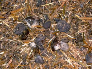 chicken droppings in straw