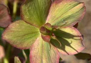 Helleborus orientalis_Lenten Rose_PtDefiancePark-Tacoma-WA_LAH_0580
