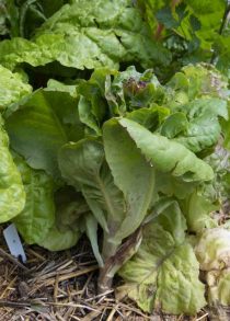 Lettuce - bolted_CO_LAH_5932r