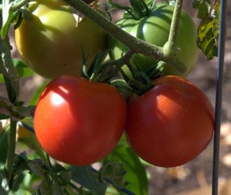 Tomatoes_ColoSpgs_LAH_4599