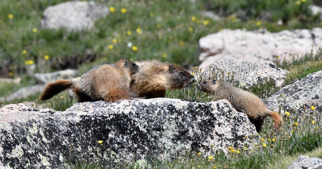 Yellow-bellied Marmots_MtEvans-CO_LAH_5999