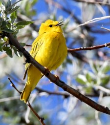 Yellow Warbler_Alamosa-CO_LAH_1103