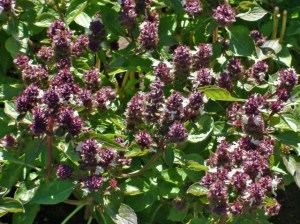 Basil @DBG 19sept05 LAH 277