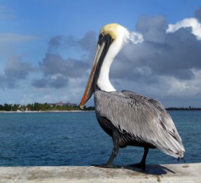 BrownPelican @Florida Keys 1jan08 LAH 877