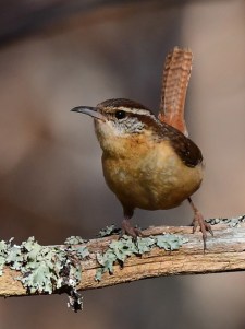 Carolina Wren_Seneca-SC_LAH_1211