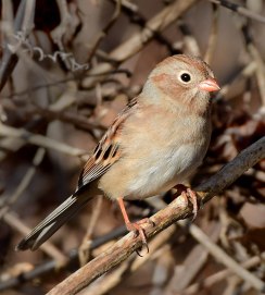 Field Sparrow_Seneca-SC_LAH_1110