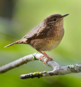 House Wren_CorkscrewSwamp-FL_LAH_5989