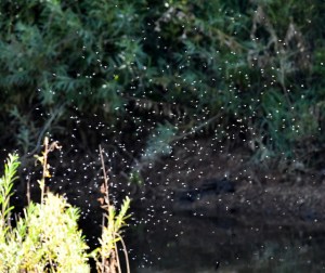 Midges_ManitouLake-CO_LAH_8396