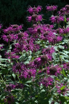 Monarda didyma_Bee Balm_DBG_LAH_1205
