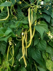 'Monte Gusto' Beans_2018-09-19 08.48.58