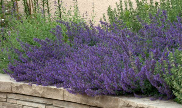 Nepeta_Catmint_DBG_LAH_0973