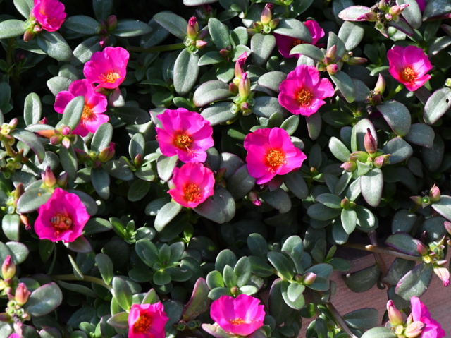 Portulaca oleracea 'Toucan Fuchsia'_Purslane_DBG-CO_LAH_7226