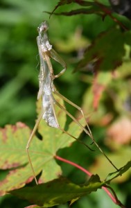 Praying Mantis exoskeleton_DBG-CO_LAH_7398
