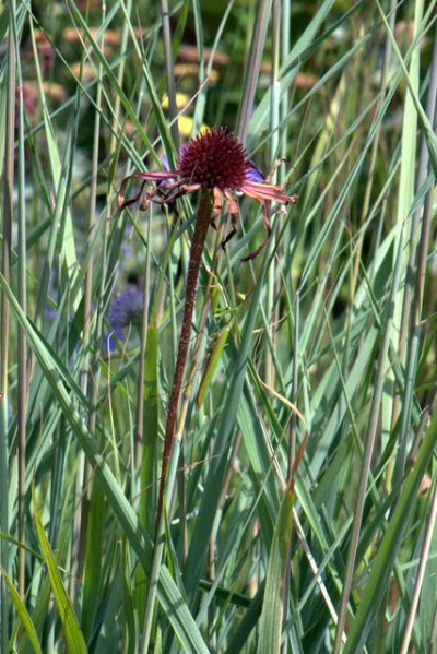 Praying Mantis on Coneflower stem_XG-CO_LAH_2974