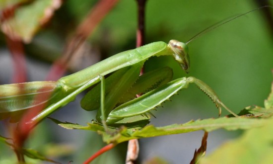 Praying Mantis_DBG-CO_LAH_7395