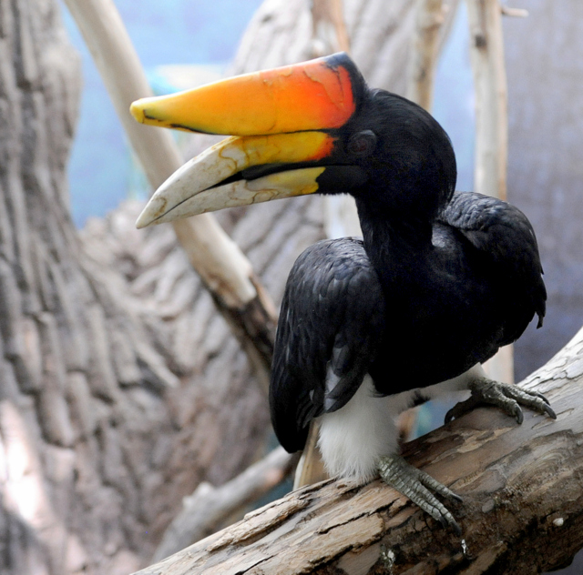 Rhinoceros Hornbill @DenverZoo 20090527 LAH 238r