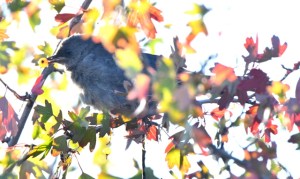 Song Sparrow_ManitouLake-CO_LAH_7908