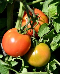 Tomato_DBG-CO_LAH_7330