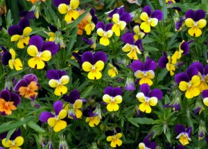 Violas - Johnny Jump-ups @DBG 2008jun26LAH 446-2