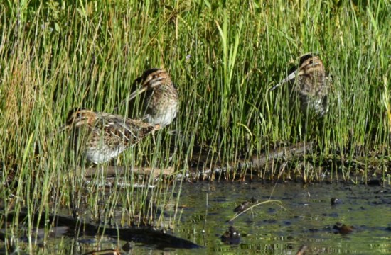 Wilson's Snipe_ManitouLake-CO_LAH_7991