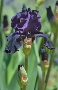 Black Iris germanica_Bearded Iris_DBG-CO_LAH_6477
