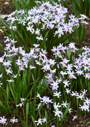 Chionodoxa_Glory-of-the-snow_DBG-CO_LAH_5834