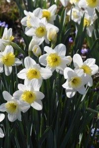 Narcissus_Daffodil_DBG-CO_LAH_5923