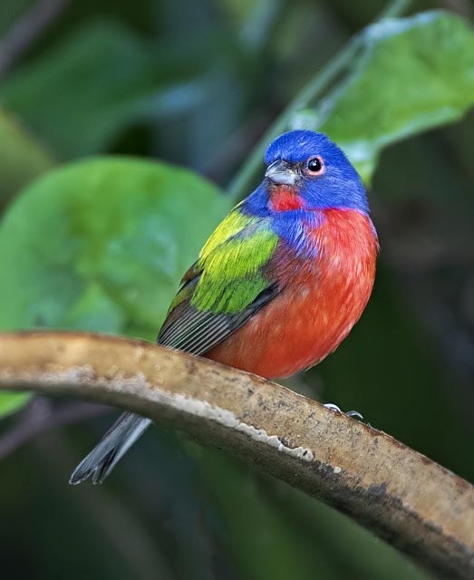 Painted Bunting_CorkscrewSwamp-FL_LAH_5799rf