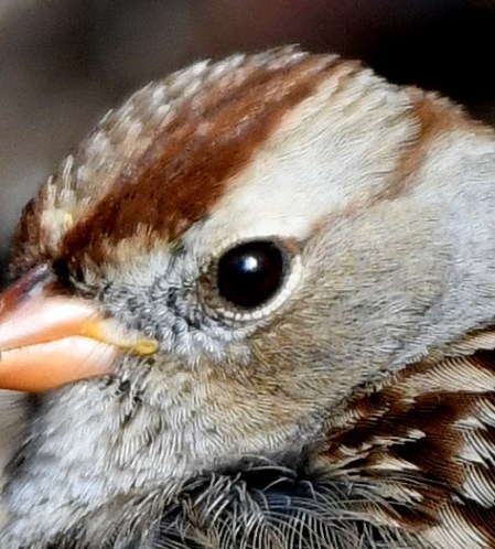 12 White-crowned Sparrow juv_FCNC-CO_LAH_2760-001