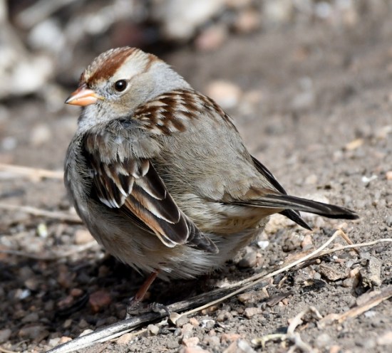 12 White-crowned Sparrow juv_FCNC-CO_LAH_2760