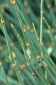 Ephedra_DBG_LAH_1567