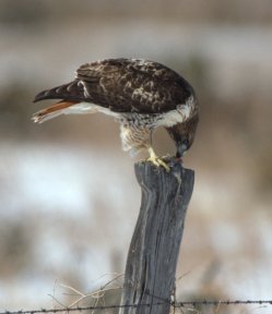 Red-Tailed Hawk with prey_E of I-25 - CO_LAH_0064