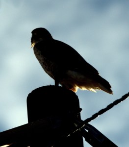 Red-tailed Hawk_ElPasoCo_LAH_9836r
